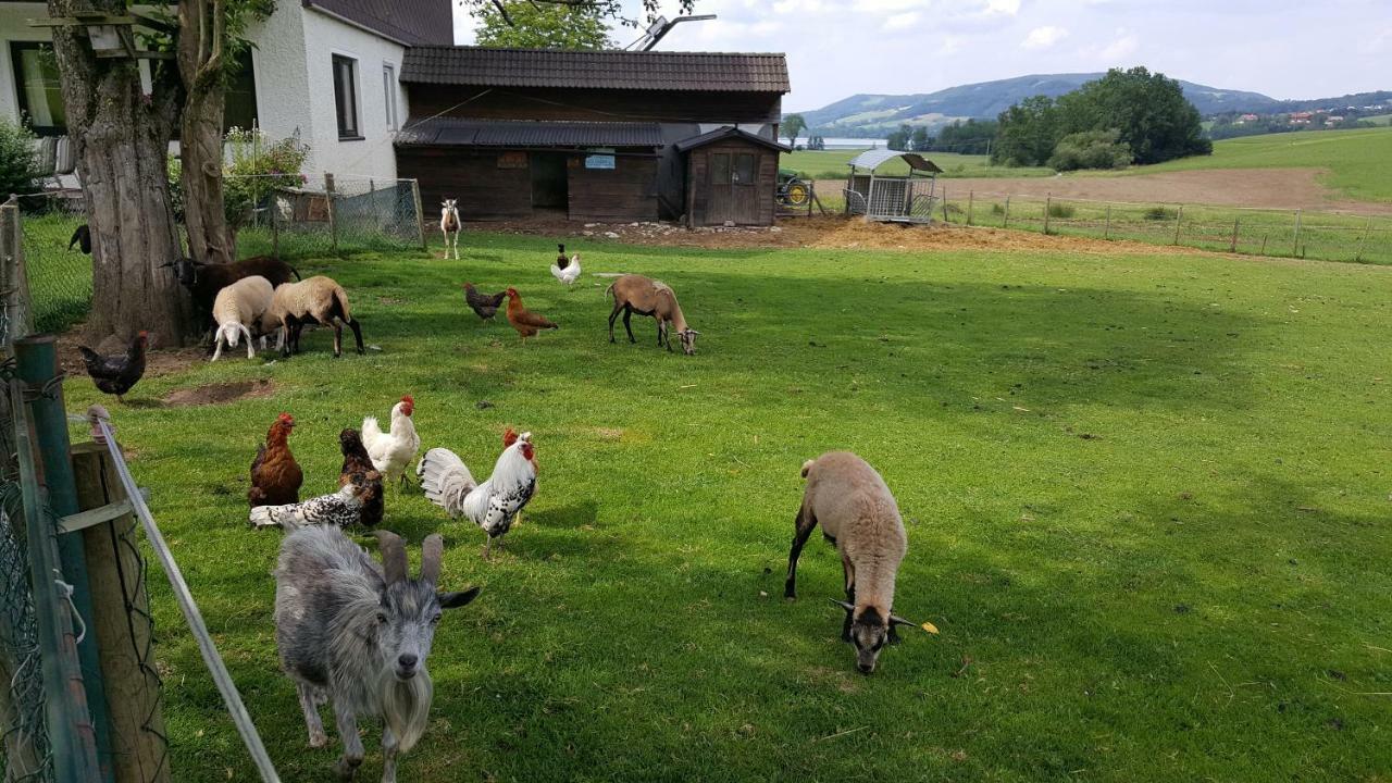 Zenzlgut Séjour à la ferme Tiefgraben